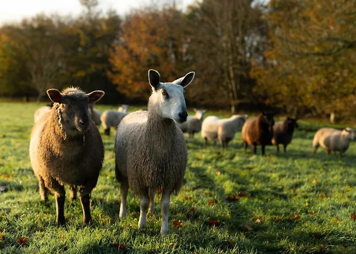 Ballymaloe House בית כפרי